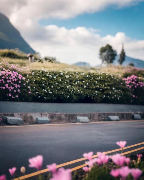 Abstract Photo Editing Road And Flowers Hd Background
