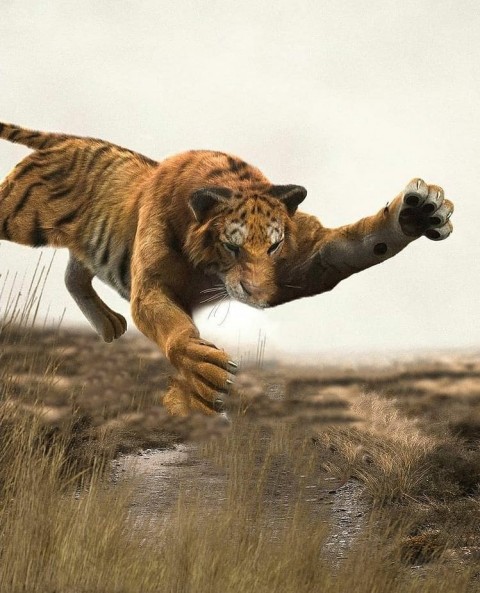 Angry Tiger Picsart Background  [Download]