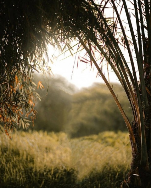 Atharv Raut Sunlight Background Free [Download]