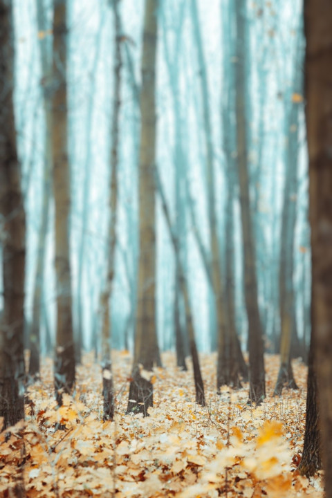 Best Forest Blur Background For Dslr CB Photo Editing Pics