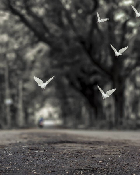 Bird Snapseed Background For Editing