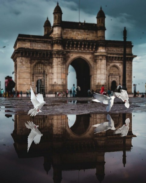 Birds Editing Background For Snapseed