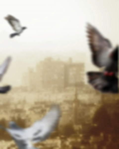 Birds Picsart HD CB Background Download Free