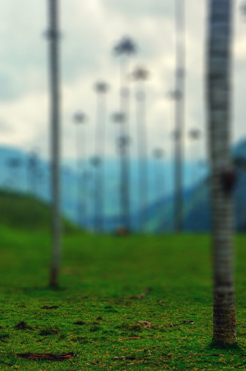 Blur Autumn Tree CB Picsart Background High Resolution Free Download