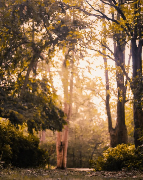 Blur Cool Stock Editing Nature Forest Sunset Background Image