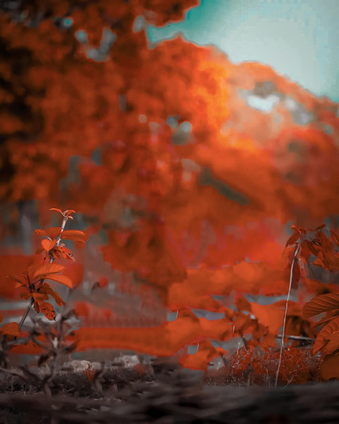 Blur Forest Backgreound CB Editing Wallpapers