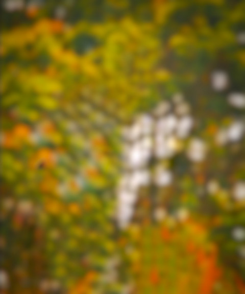 Blur Forest CB Background Download For Picsart Editing