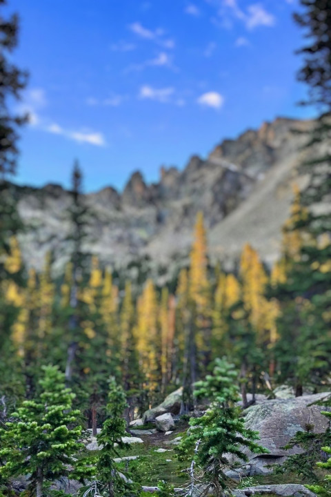 Blur Forest Phone wallpaper For Cb Background Full HD New