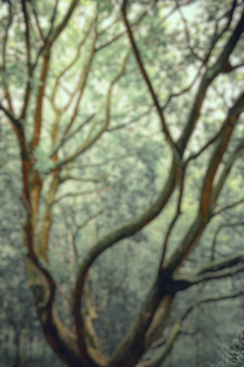 Blur Forest Phone Wallpaper For CB Picsart Background