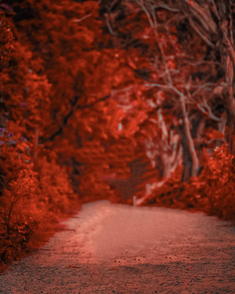 Blur Forest Red Backgreound CB Editing Wallpapers Free