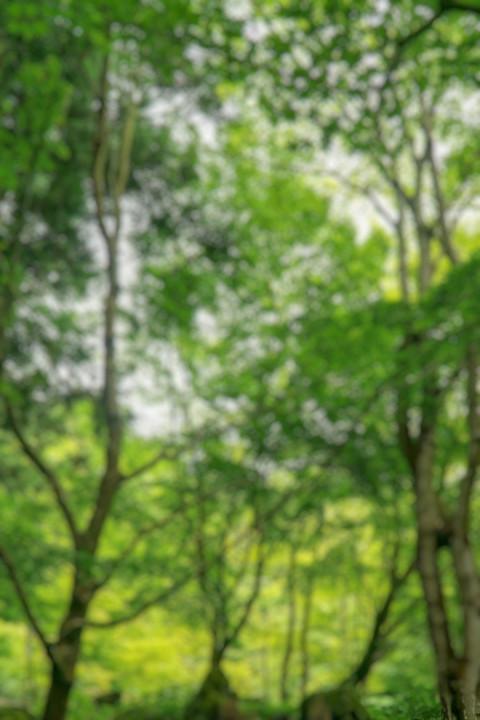 Blur Forset Dslr Photo Editing Cb Pisart Background Full HD New