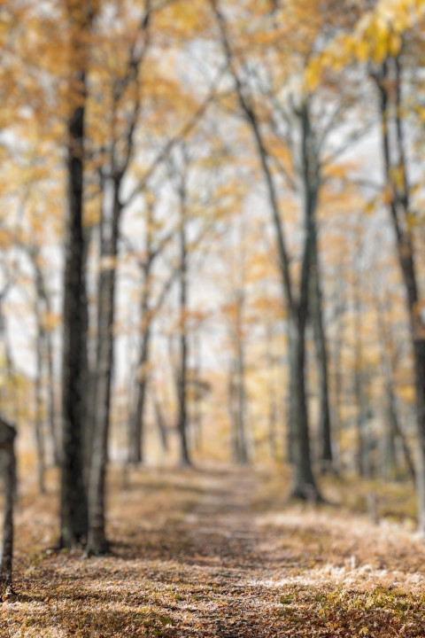 Blur Forset Dslr Photo Editing Cb Pisart Background Full HD Pic