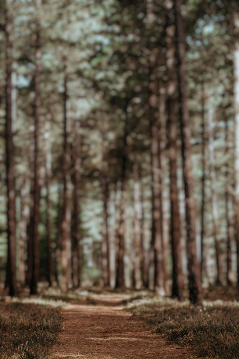 Blur Forset Dslr Photo Editing Cb Pisart Background Full HD Pics