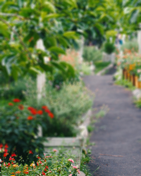 Blur Garden Photo Editing Background Download Full HD