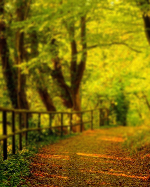 Blur Nature Photo Editing Background Download Photos