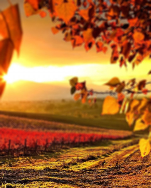 Blur Nature Photo Editing Background For Photoshop Full HD