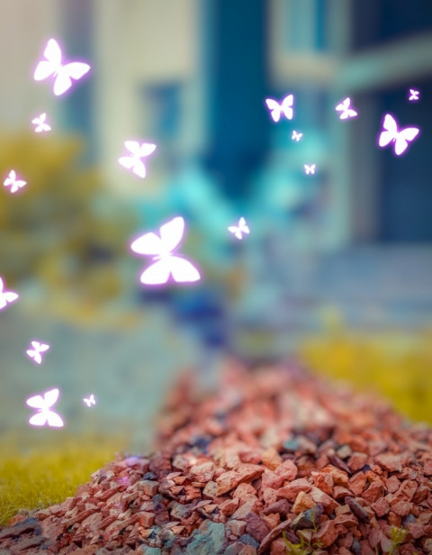 Butterfly CB HD Editing Background Download