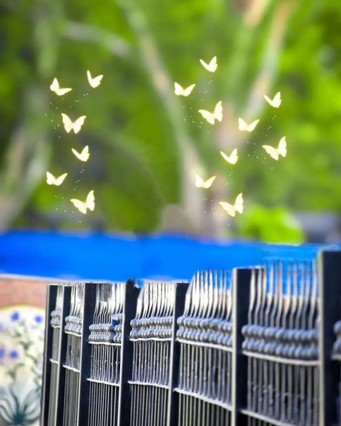 Butterfly CB PicsArt Photo Editing New Background