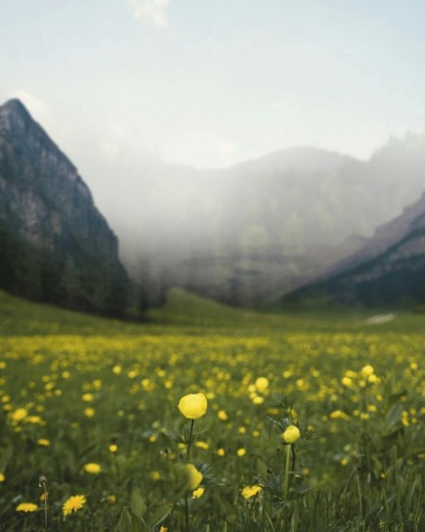 Cb Background With Flowers For Photo Editing
