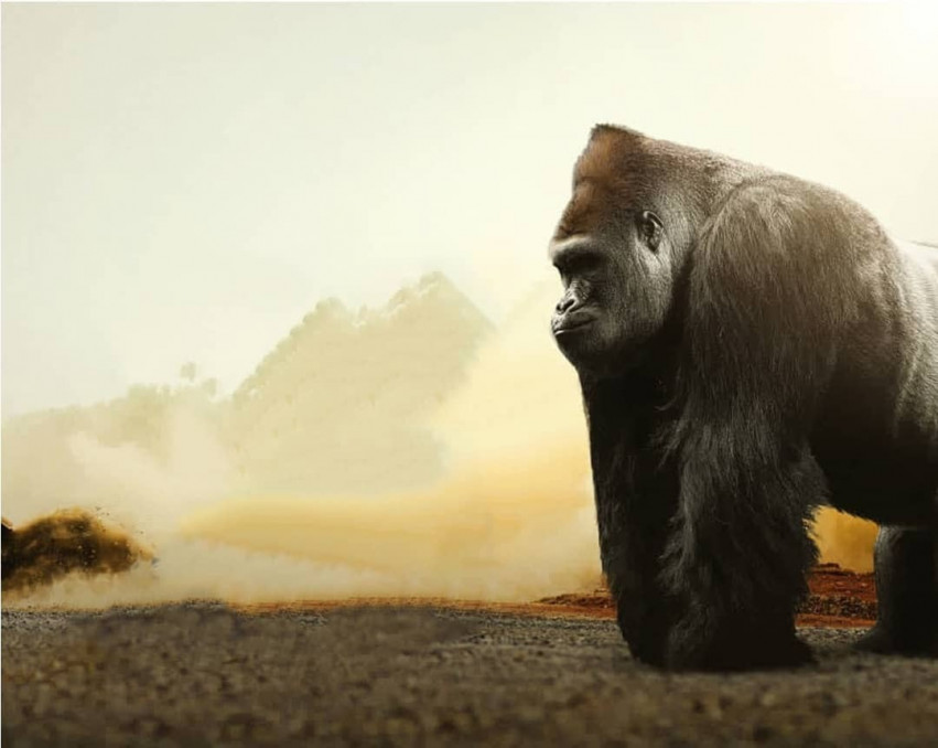 Cb Edit Gorilla Background Download