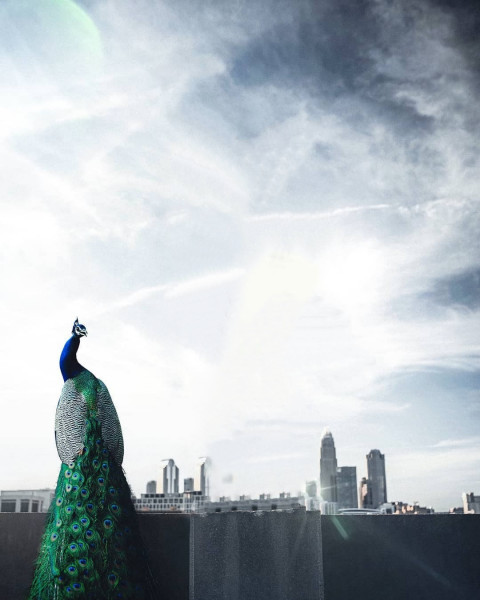 CB Editing Peacock Background
