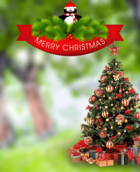 Christmas Day Tree Background For Cb Editing Photo