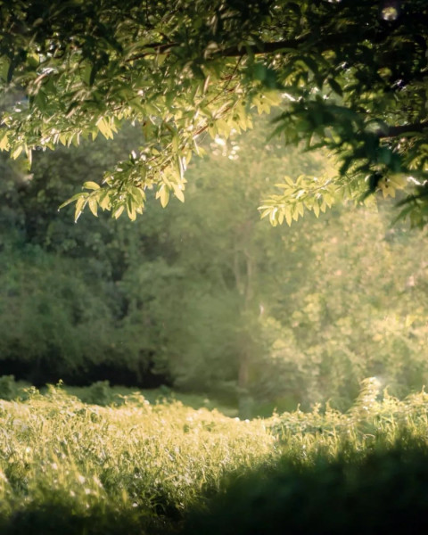 Cool background Forest Tree Green Tree Wallpaper For Photo Editing