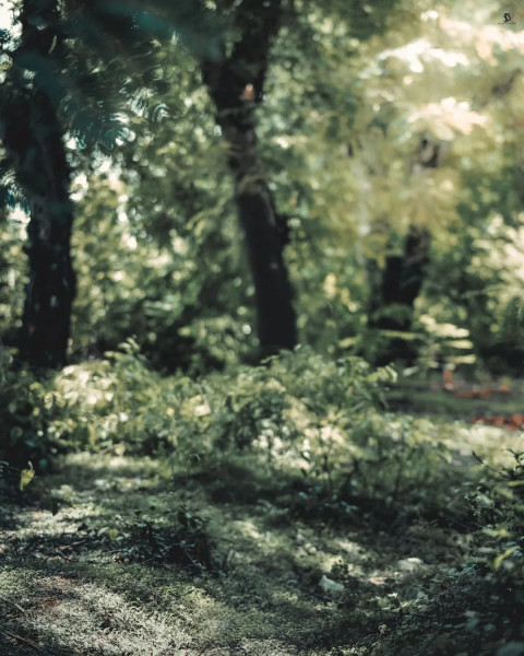 Dark Forest Cool Stock Edit Background Download Images
