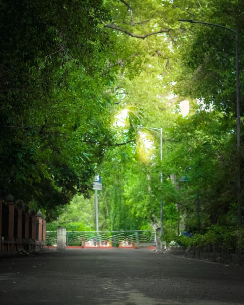 Dark Nature Cool Background Stock Free Green Editing Images