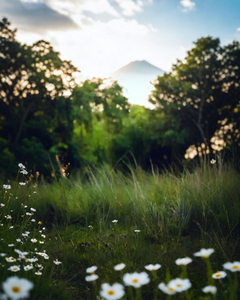 Dark Nature Photo Editing Flowers Background