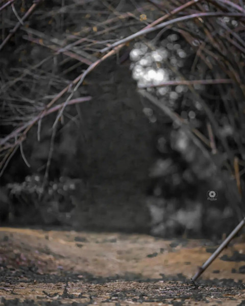 Dark Snapseed Editing Photo CB Background Download
