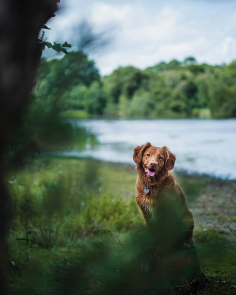 Dog Picsart Editing Background HD For Photoshop