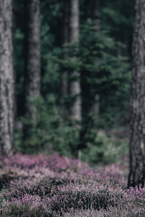 Dslr Editing Blur Forset Background Full HD For CB Picsart
