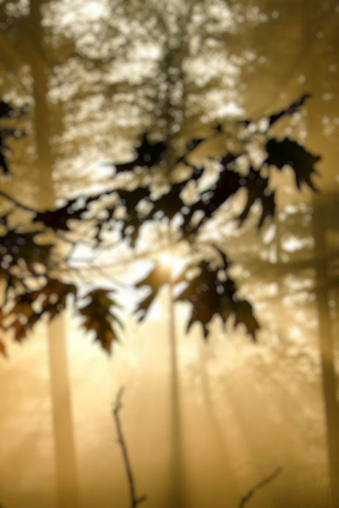 Dslr Editing Blur Forset Background Full HD For CB Picsart HD