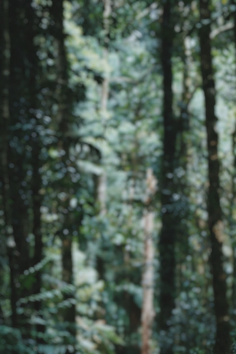 Dslr Editing Blur Forset Background Full HD For CB Picsart Pic