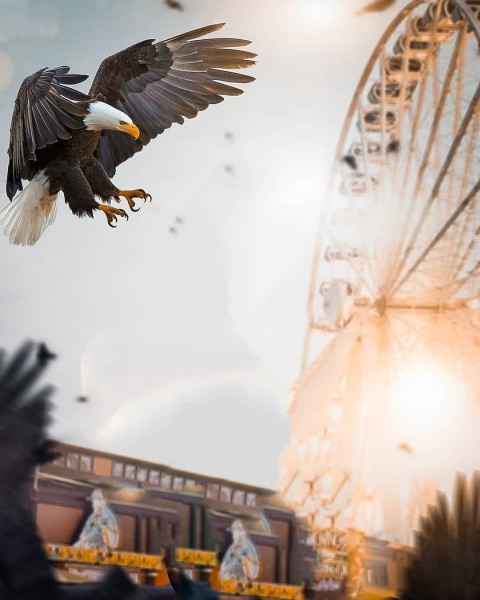 Eagle PicsArt Background For Photo Editing