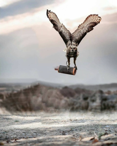 Eagle Picsart Cb Edit Background Hd