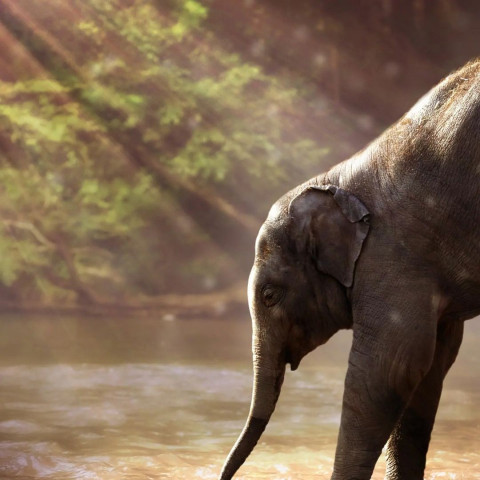 Elephant Photo Editing Background For CB PicsArt