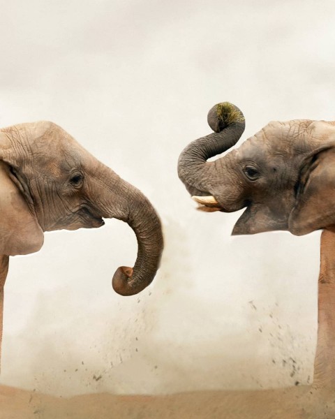 Elephant Picsart Background HD Free