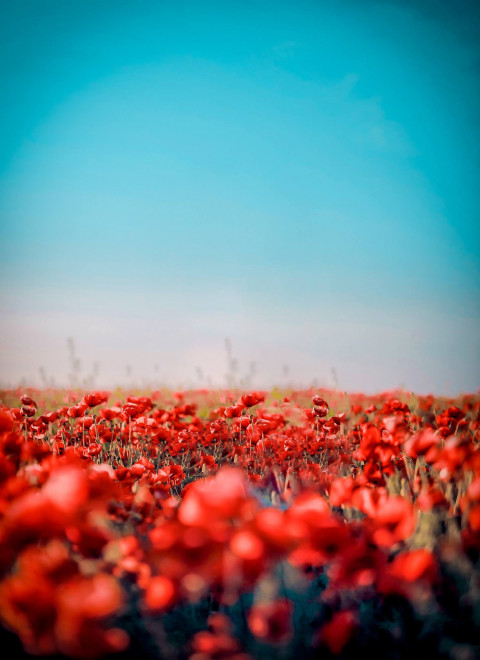 Flowers Picsart Background HD For Photoshop Photo Editing