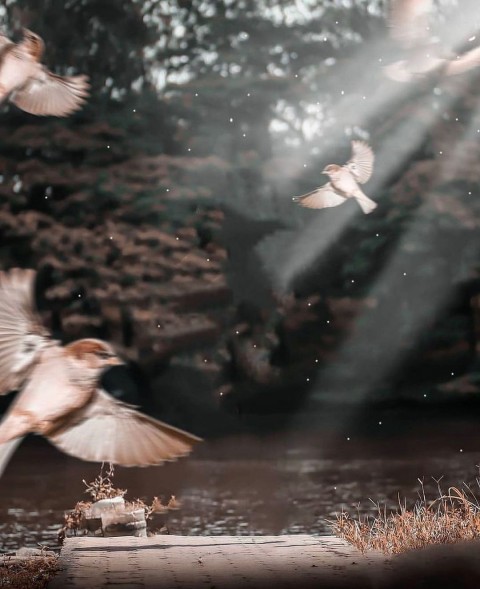 Flying Birds Dark Cb Background Full HD
