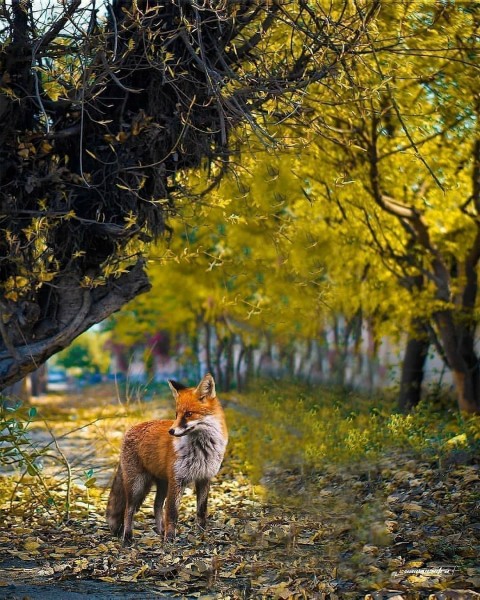 For In Forest Viral Picsart Background HD