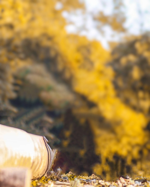 Forest Blur Taukeer Editz Background Picsart CB