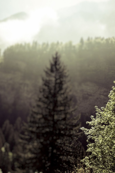 Forest CB Background For Photoshop Pisart Photo Editing