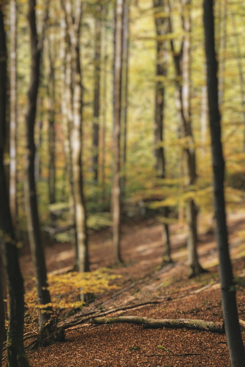 Forest DSLR Editing Background Download For PicsArt