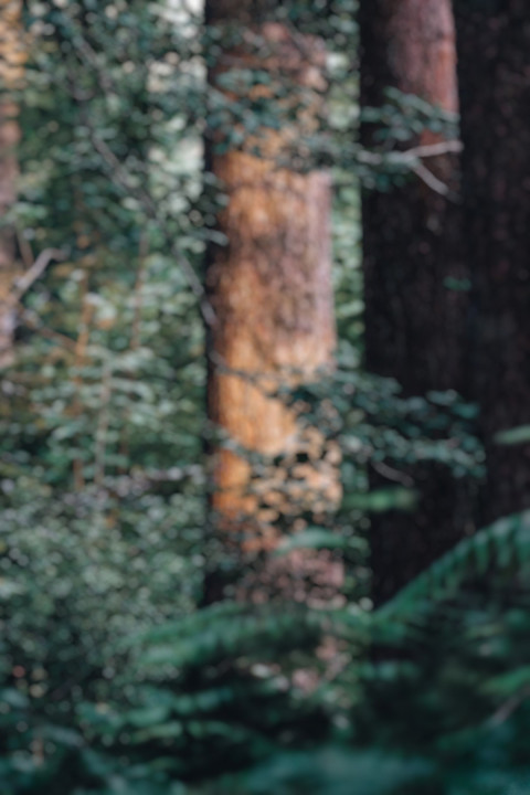 Forest DSLR Editing Background Download For PicsArt New