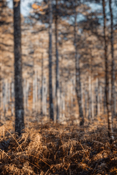 Forest DSLR Editing Background Download For PicsArt Pic