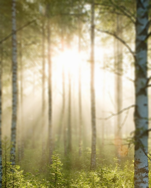 Forest Nature Background For CB Photoshop Editing