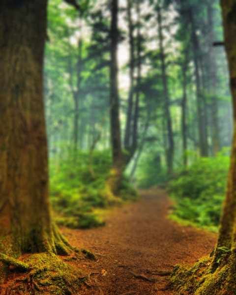 Forest Nature Background For CB Photoshop Editing Photos