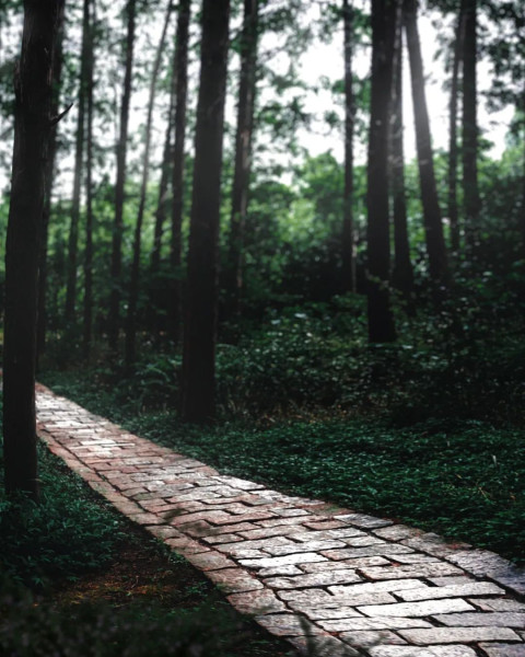 Forest New Photo Editing Viral CB Background Images